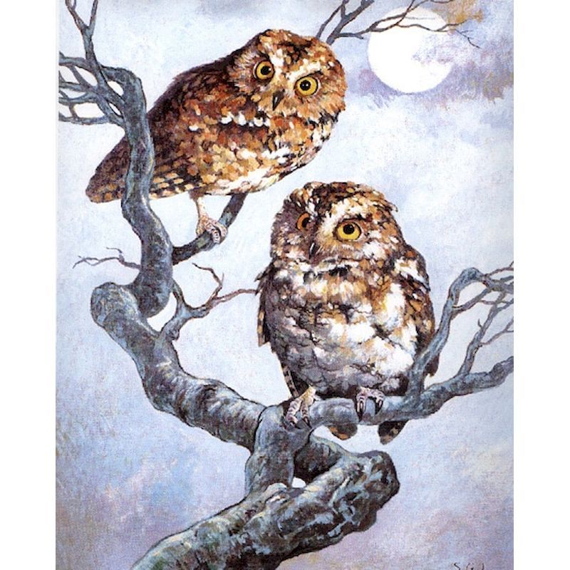 Oil Painting Painting Numbers (Owl Collection)